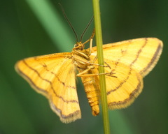 Idaea aureolaria