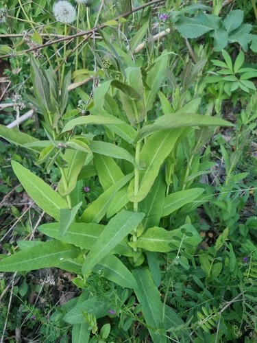 Peltaria alliacea, photograph 3