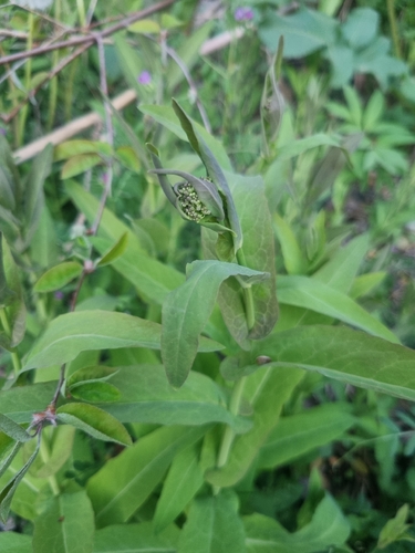 Peltaria alliacea, photograph 4