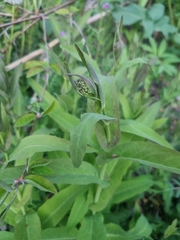 Peltaria alliacea, photograph author not stated, no rights reserved