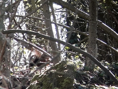 Sciurus vulgaris