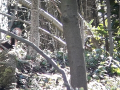 Sciurus vulgaris