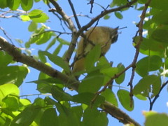 Pachycephala rufiventris