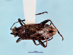 Stictopleurus punctiventris