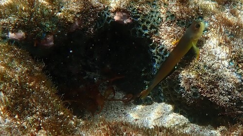 Ophioblennius trinitatis