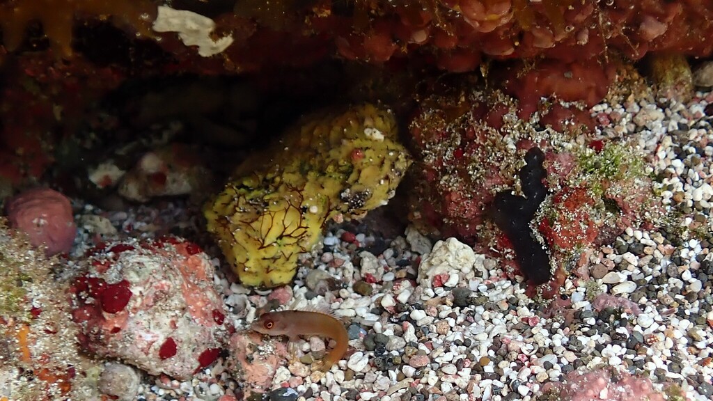 Manyscale shy blenny (Starksia multilepis) — Labrisomidae