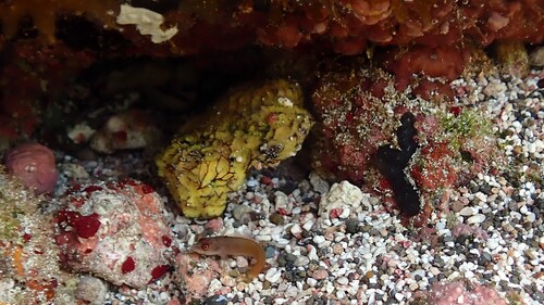 Manyscale shy blenny (Starksia multilepis) — Labrisomidae