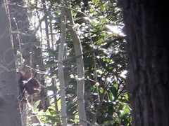Sciurus vulgaris