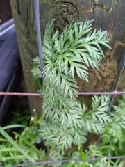 Torilis nodosa