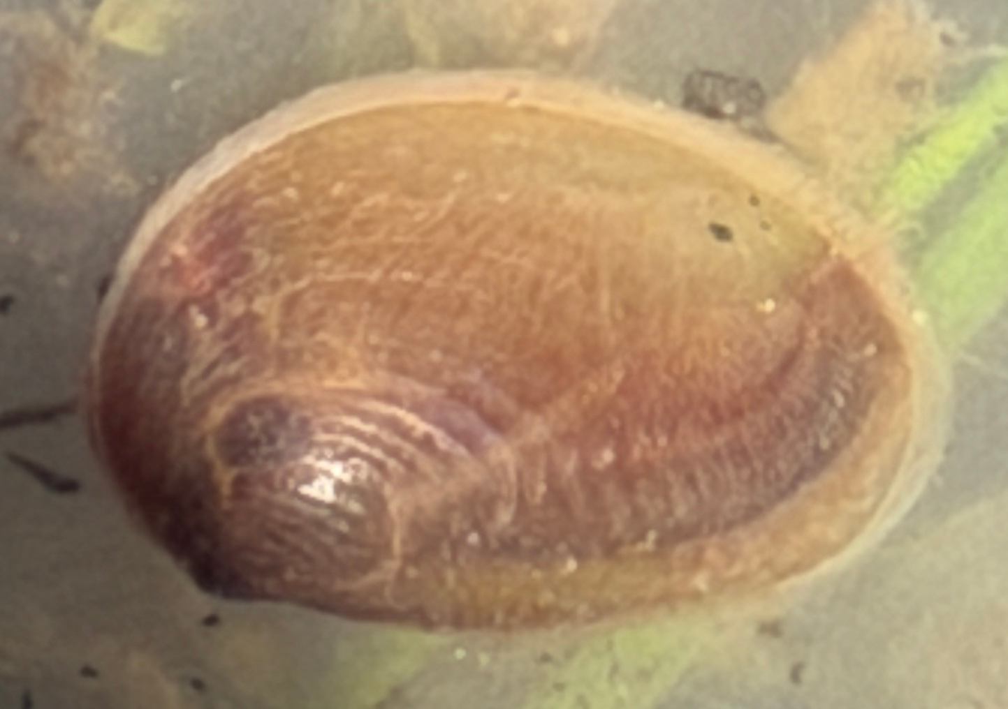 Cyzicus californicus (Packard, 1874)