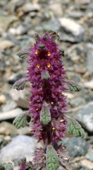 Lagopsis darwiniana