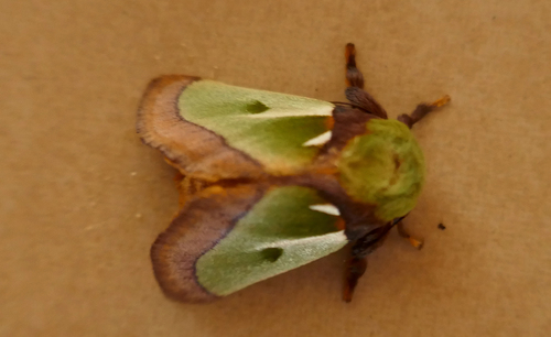 Parasa reginula