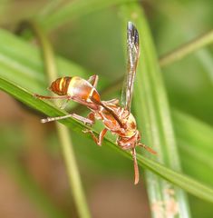 Polistes badius
