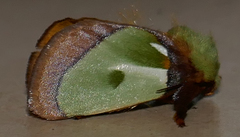 Parasa reginula