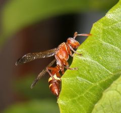Polistes badius