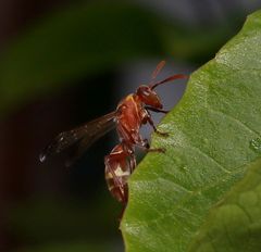 Polistes badius