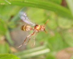 Polistes badius