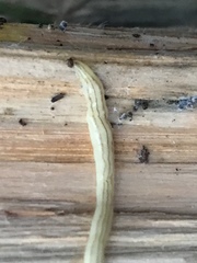 Fletchamia mediolineata