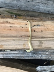 Fletchamia mediolineata