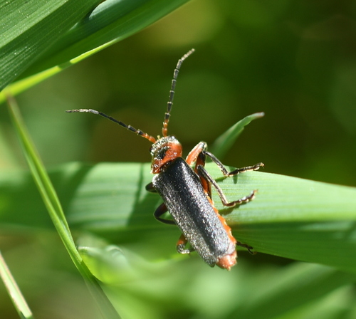 Rustic Sailor Beetle