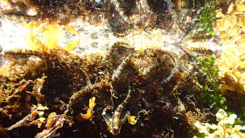 Entomacrodus vomerinus