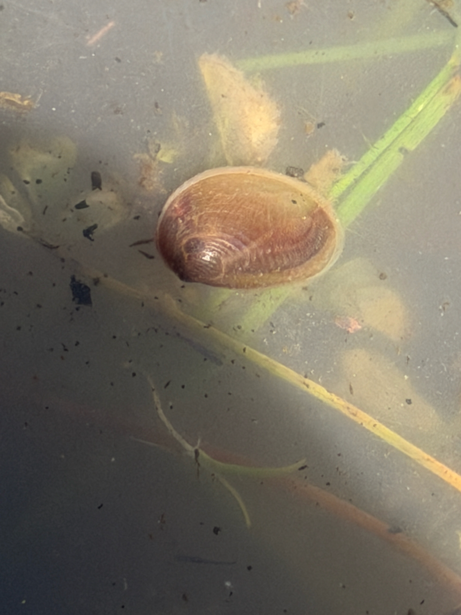 Cyzicus californicus (Packard, 1874)