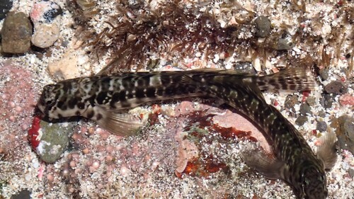 Rockpool blenny (Entomacrodus vomerinus) — Blenniidae — 4
