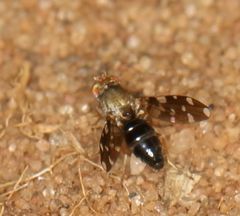 Actocetor indicus