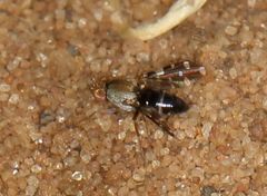 Actocetor indicus
