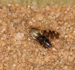 Actocetor indicus