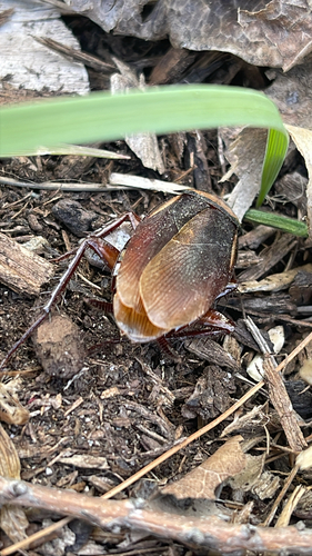 Australian Cockroach photo 5