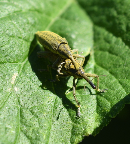Lixus iridis