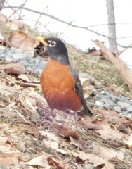 Turdus migratorius image