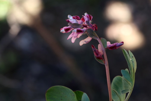 Corydalis ledebouriana (Corydalis ledebouriana)