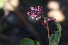 Corydalis ledebouriana, photograph (c) Вячеслав Юсупов, some rights reserved (CC BY)