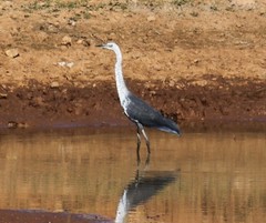 White-Necked Heron photo 5