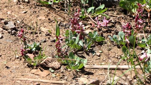 Corydalis ledebouriana, photograph 3