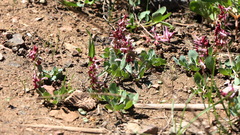 Corydalis ledebouriana, photograph (c) Вячеслав Юсупов, some rights reserved (CC BY)