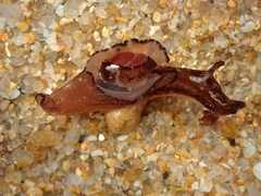 Aplysia concava