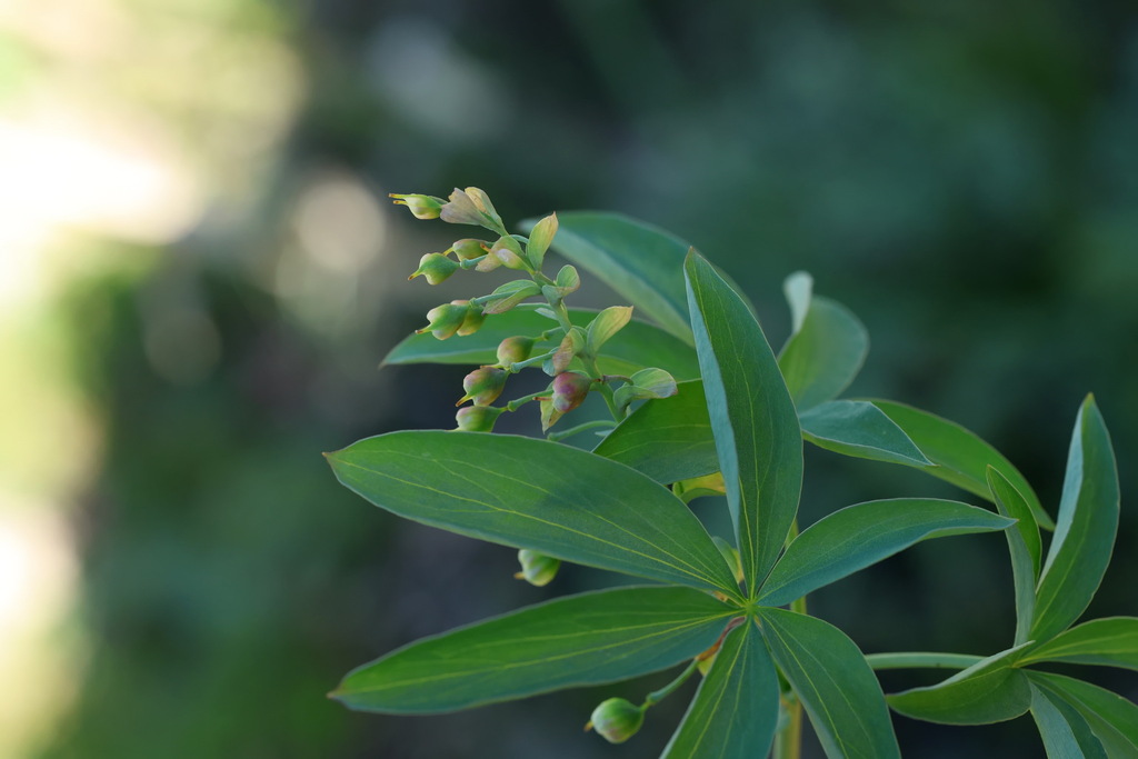 Gymnospermium alberti; photograph (c) Вячеслав Юсупов, some rights reserved (CC BY)
