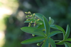 Gymnospermium alberti