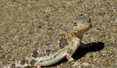 Phrynocephalus versicolor