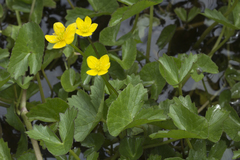 Caltha palustris membranacea