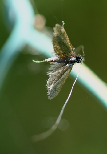 Green Longhorn Moth