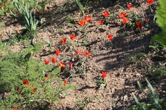 Tulipa vvedenskyi, photograph (c) Вячеслав Юсупов, some rights reserved (CC BY)