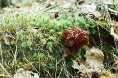 Gyromitra esculenta