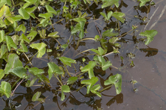 Caltha palustris membranacea