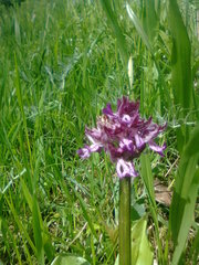 Orchis × hybrida