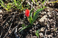 Tulipa vvedenskyi