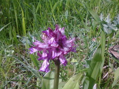 Orchis × hybrida
